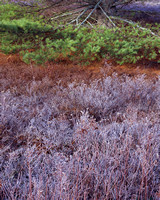 Frost Field & Pine Bough-V
