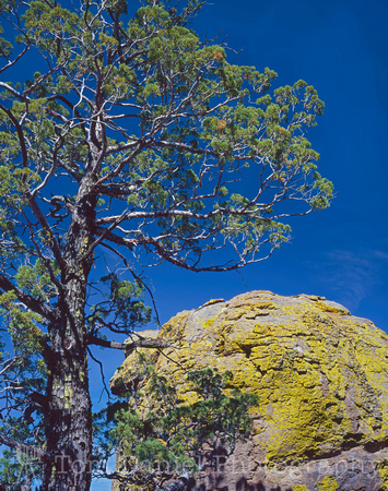 Cypress Over Boulder
