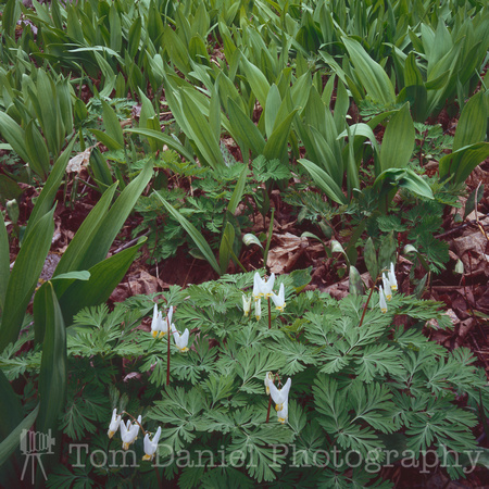 Dutchman's Breeches and Ramps-SQ