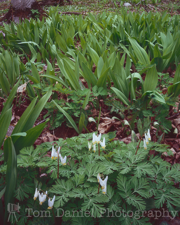 Dutchman's Breeches and Ramps