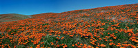 Antelope Valley Poppy Preserve