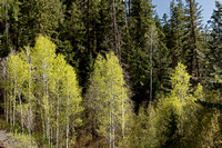 Pines Over Aspen