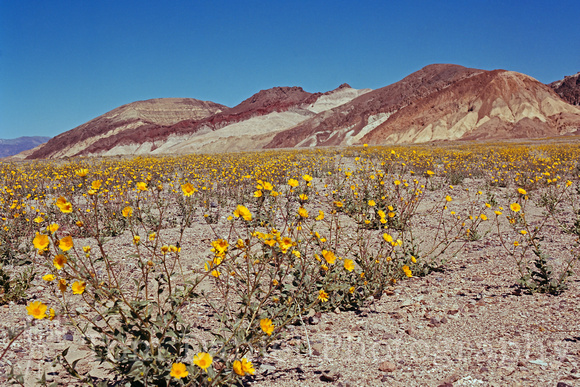 Desert Gold Super Bloom