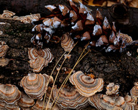 Pine-Mushrooms