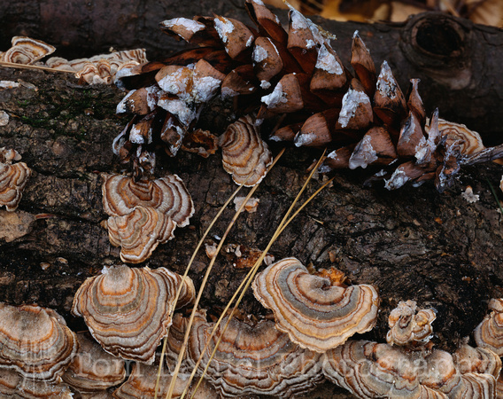 Pine-Mushrooms