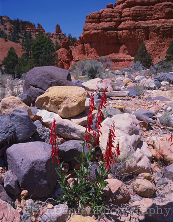 Red Canyon Penstemon