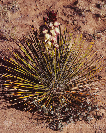 Miniature Yucca Bloom