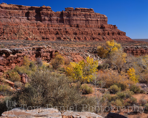 Valley of the Gods Cottonwood