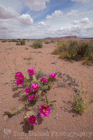 Blooming Prickly Pear
