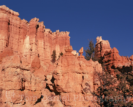 Bryce Canyon Looking Up