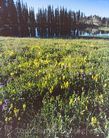 Snowbank Mountain Wildflowers