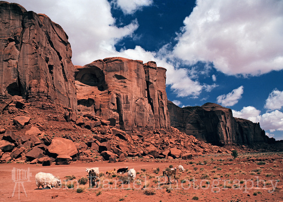 Monument Valley Sheep