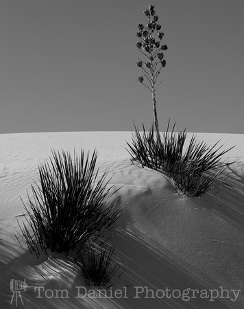 White Sands Yucca BW