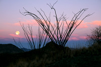 Ocotillo Moonset